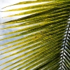 Palm frond