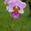 Orchid