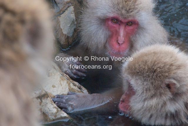 2009_07_27-200-snow-monkeys.jpg