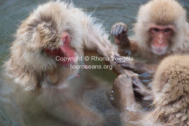 2009_07_27-314-snow-monkeys.jpg