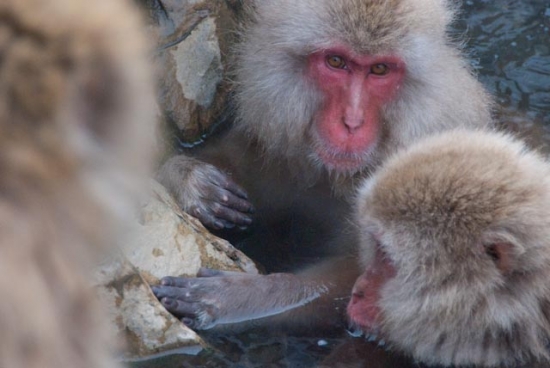 2009_07_27-200-snow-monkeys.jpg