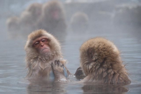 2009_07_27-284-snow-monkeys.jpg