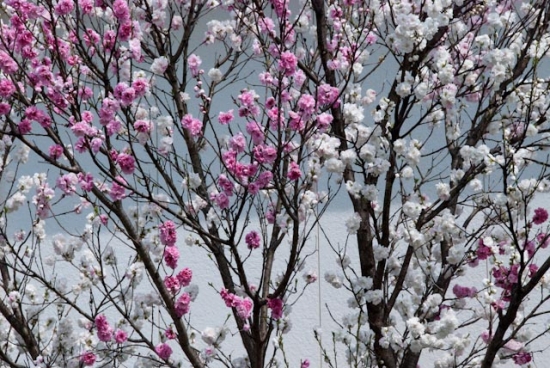 2009_04_05-068-shodoshima.jpg